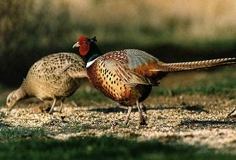 Common Ringneck Pheasant