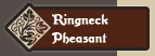 Ringneck Phesant